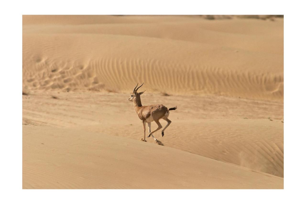Manvar Resort & Desert Camp Dechu Exteriér fotografie